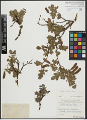 Foto von Salix alpina Scop.